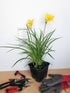 Crin de o zi Pitic - Hemerocallis Stella D'Oro - DocaPerene