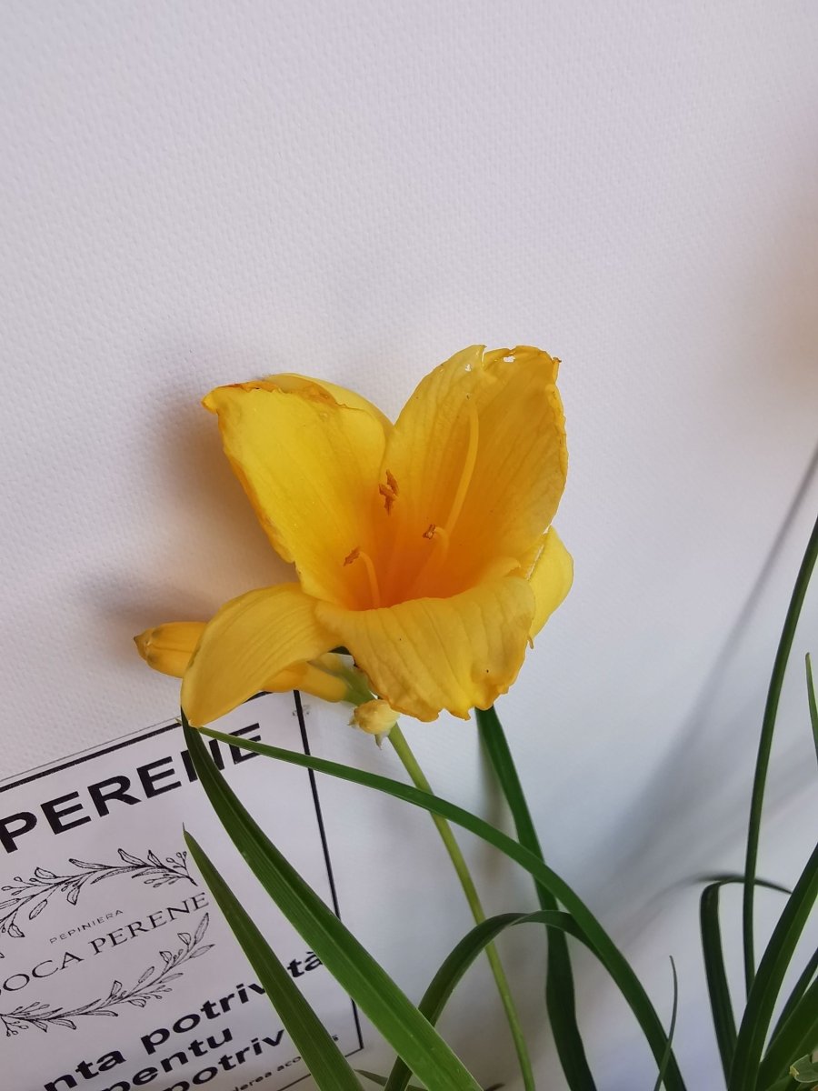 Crin de o zi Pitic - Hemerocallis Stella D'Oro - DocaPerene