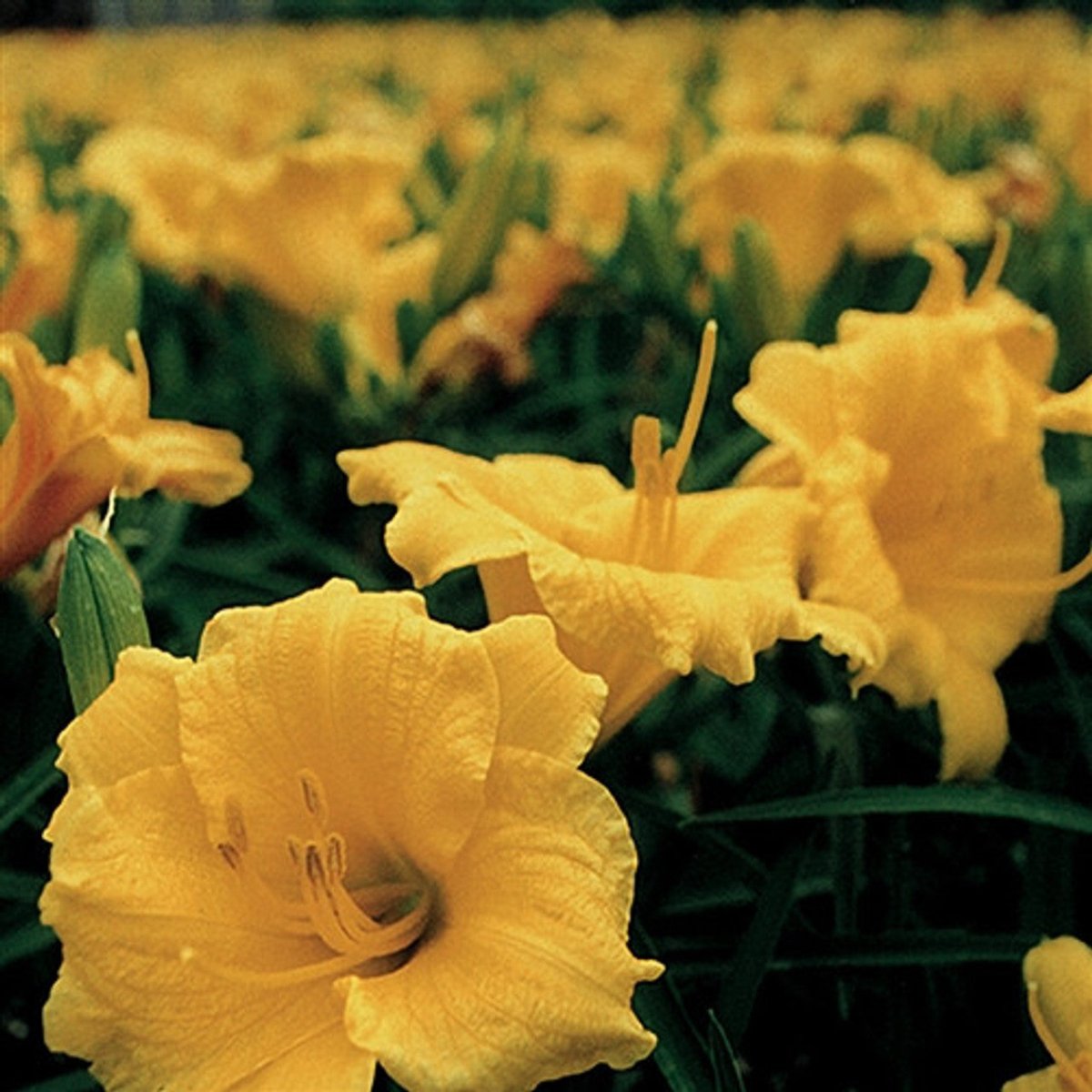 Crin de o zi Pitic - Hemerocallis Stella D'Oro - DocaPerene