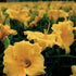 Crin de o zi Pitic - Hemerocallis Stella D'Oro - DocaPerene