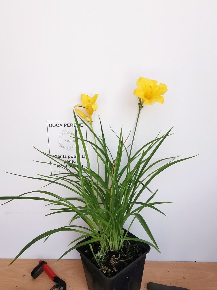Crin de o zi Pitic - Hemerocallis Stella D'Oro - DocaPerene