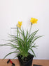 Crin de o zi Pitic - Hemerocallis Stella D'Oro - DocaPerene