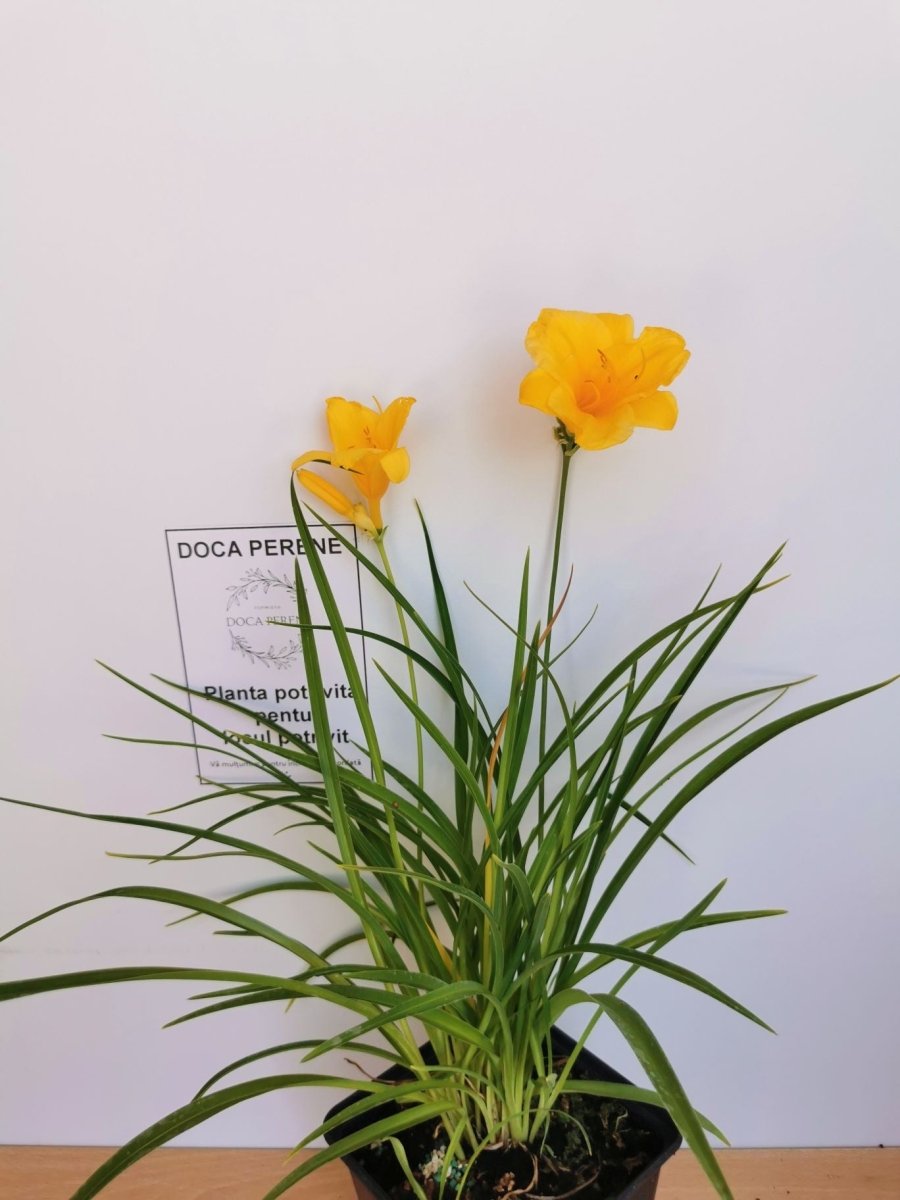 Crin de o zi Pitic - Hemerocallis Stella D'Oro - DocaPerene