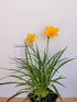Crin de o zi Pitic - Hemerocallis Stella D'Oro - DocaPerene
