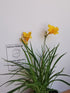 Crin de o zi Pitic - Hemerocallis Stella D'Oro - DocaPerene