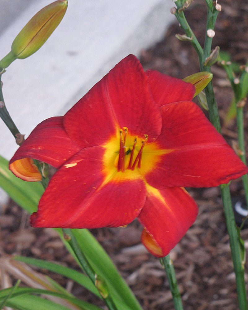 Crin de o zi Roșu - Hemerocallis 'Autumn Red' - DocaPerene