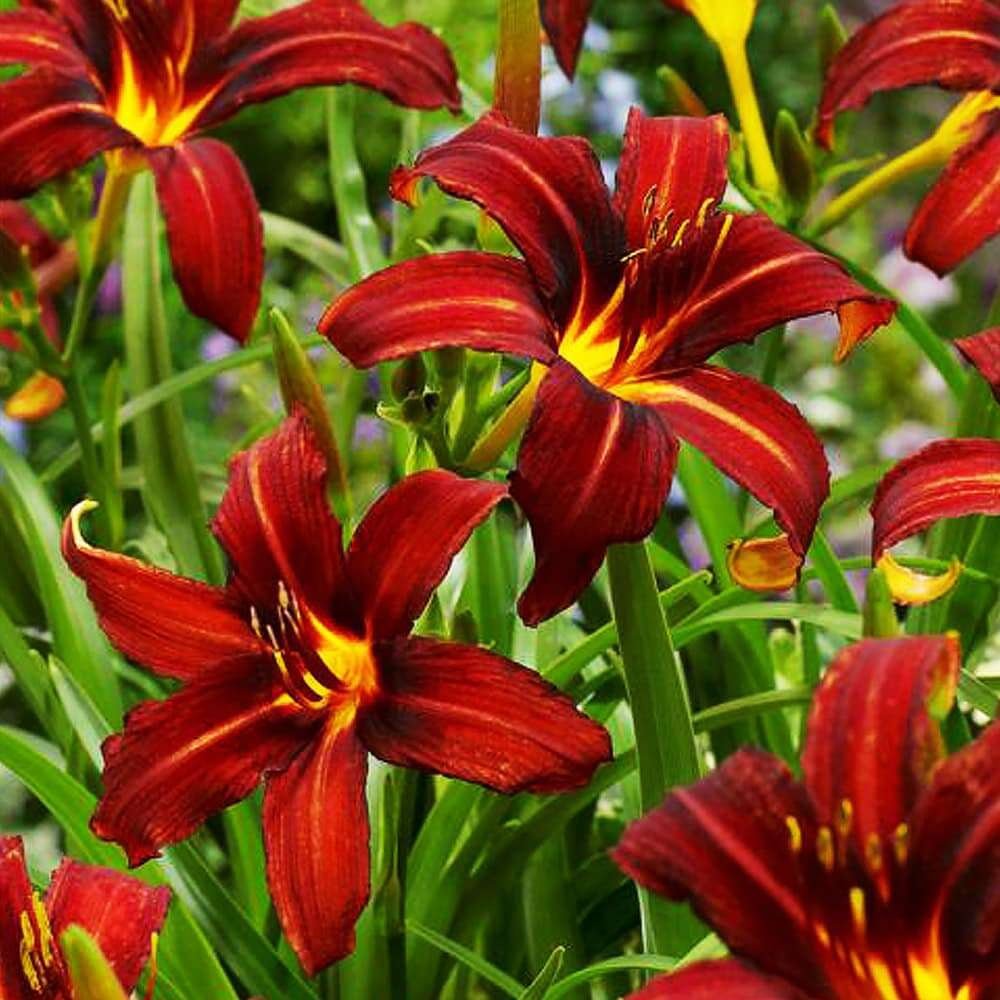 Crin de o zi Roșu - Hemerocallis 'Autumn Red' - DocaPerene