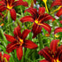 Crin de o zi Roșu - Hemerocallis 'Autumn Red' - DocaPerene
