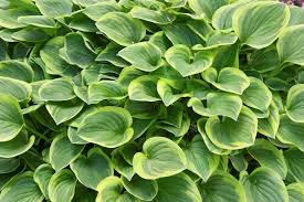 Crin de umbră – Hosta fortunei Golden Tiara - DocaPerene