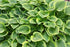 Crin de umbră – Hosta fortunei Golden Tiara - DocaPerene