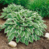 Crin de umbră – Hosta hybrida Albomarginata - DocaPerene