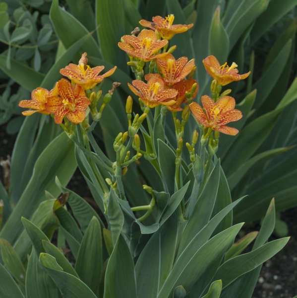 Crin Leopard - Belamcanda chinensis 'Freckle Face' - DocaPerene