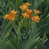 Crin Leopard - Belamcanda chinensis 'Freckle Face' - DocaPerene