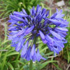Crinul African - Agapanthus Africanus 'Umbrella Blue' - DocaPerene