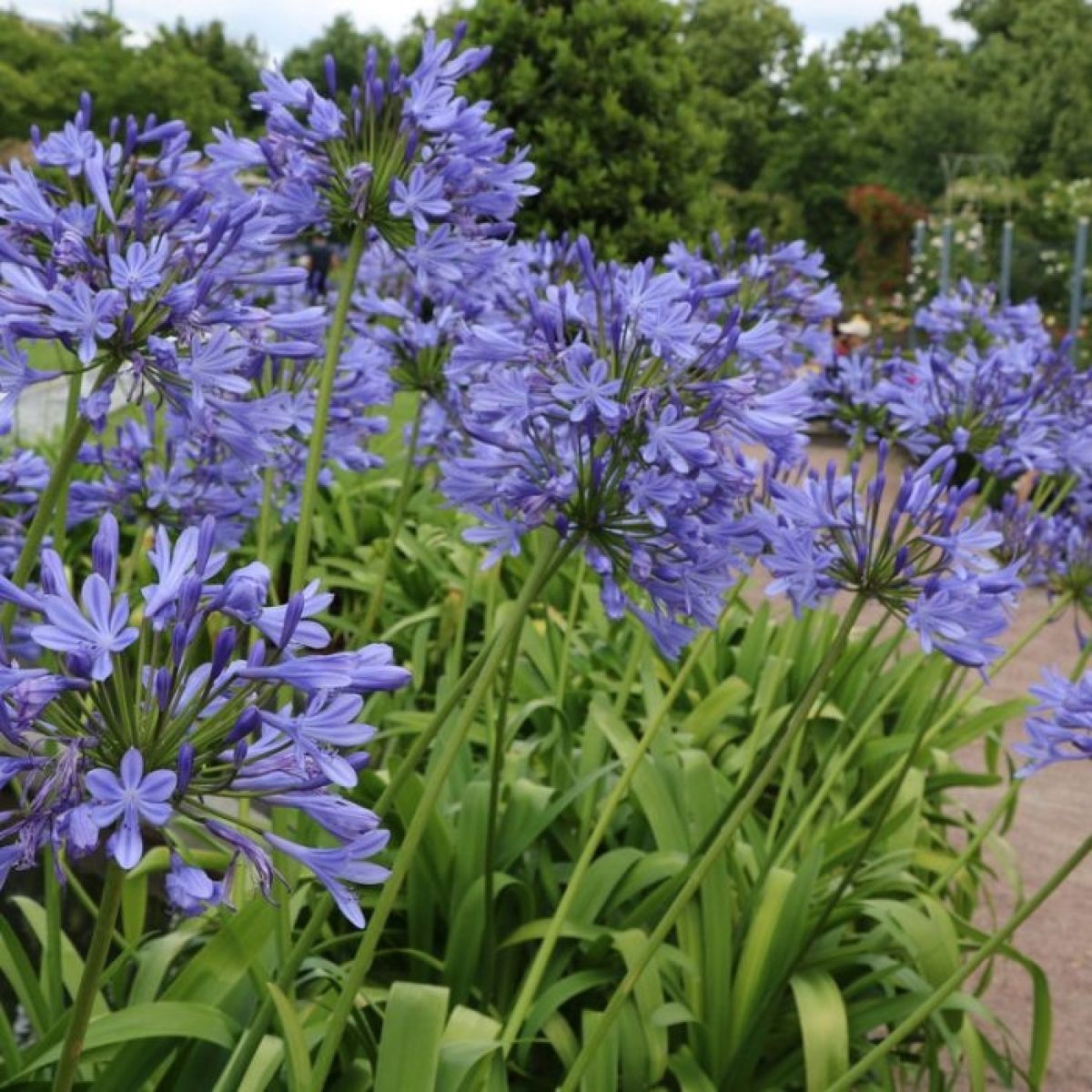 Crinul African - Agapanthus Africanus 'Umbrella Blue' - DocaPerene
