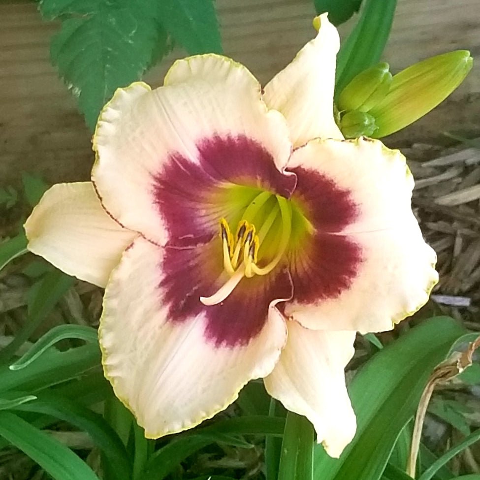 Crinul de o zi - Hemerocallis 'Blueberry Candy' - DocaPerene