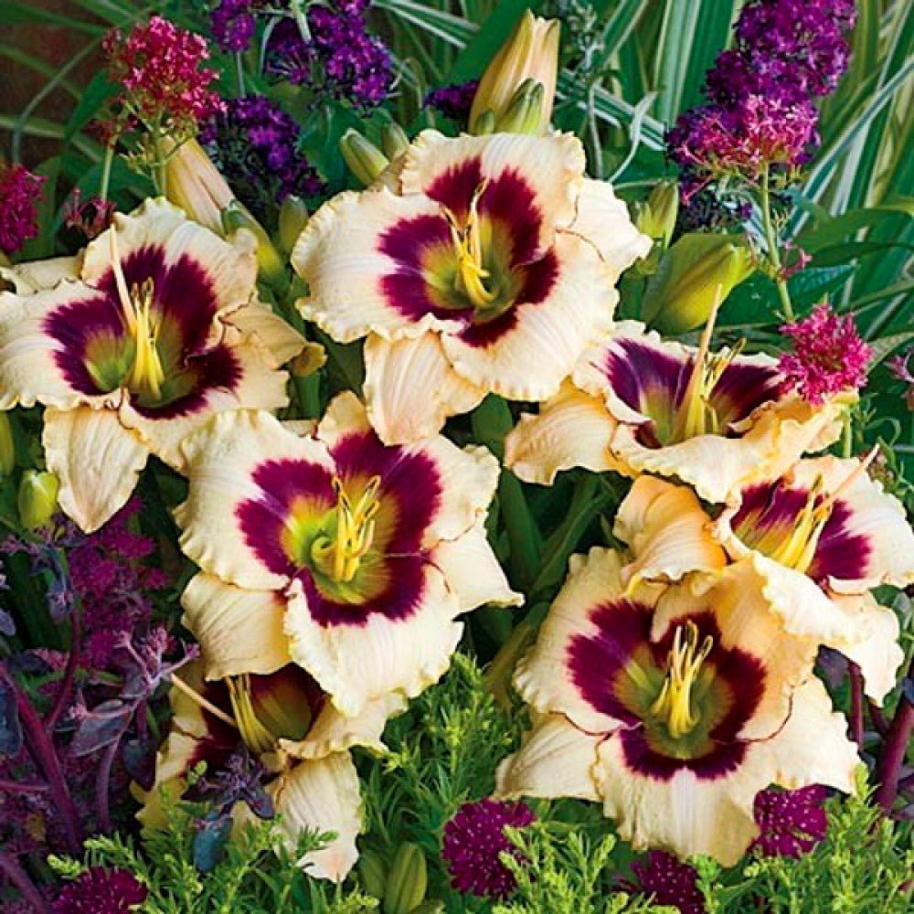Crinul de o zi - Hemerocallis 'Blueberry Candy' - DocaPerene