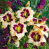 Crinul de o zi - Hemerocallis 'Blueberry Candy' - DocaPerene