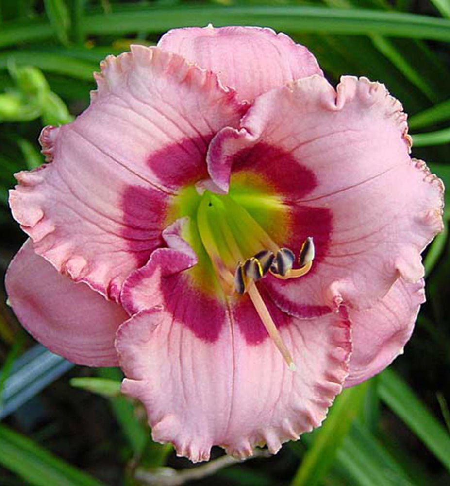 Crinul de o zi - Hemerocallis 'Cherry Valentine' - DocaPerene
