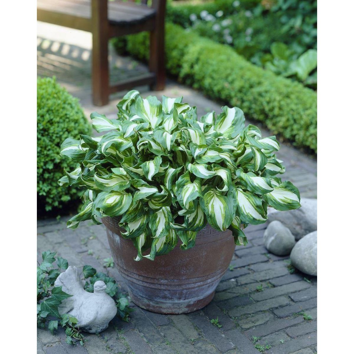 Crin de umbră - Hosta undulata Variegata - DocaPerene
