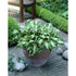 Crinul de umbră – Hosta undulata Variegata - DocaPerene