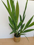 Crocosmia 'Lucifer' - DocaPerene
