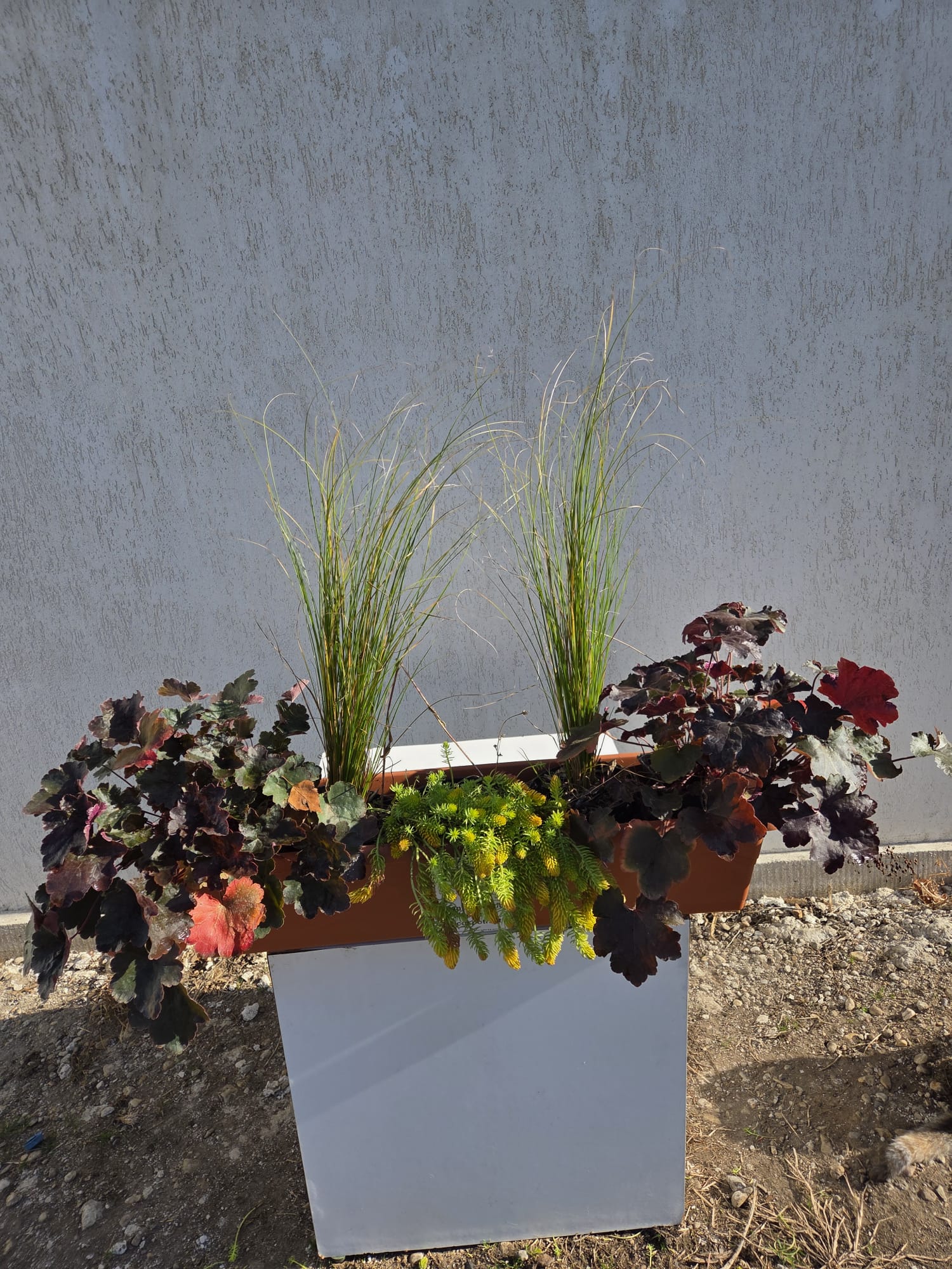 Cufărul Iernii - pachet pt jardiniere