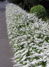 Cununița Albă - Spiraea Cinerea 'Grefsheim' - DocaPerene