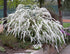 Cununița Albă - Spiraea Cinerea 'Grefsheim' - DocaPerene