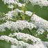 Cununița Albă - Spiraea Cinerea 'Grefsheim' - DocaPerene