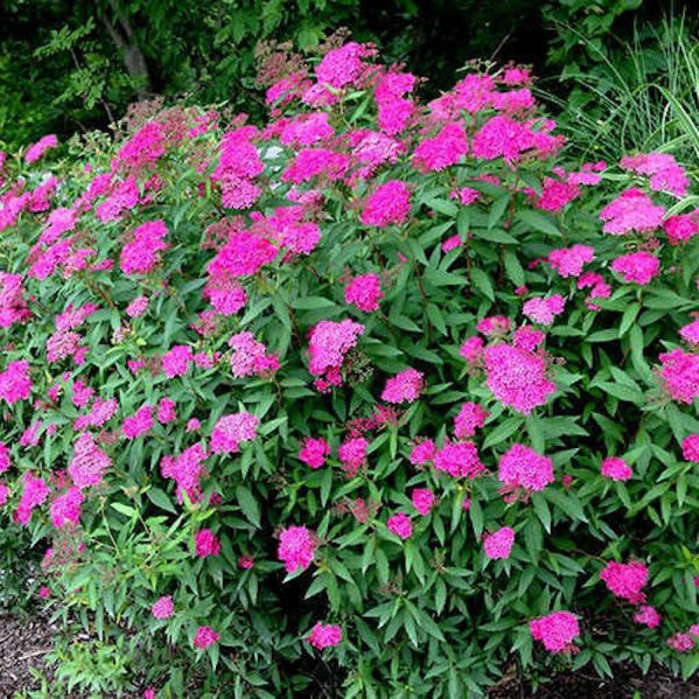 Cununiță – Spiraea japonica Anthony Waterer