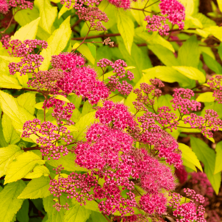 Cununiță Aurie - Spiraea Japonica 'Goldflame' - DocaPerene