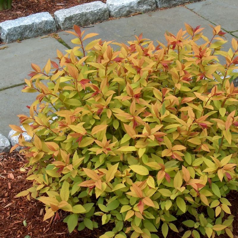 Cununiță Aurie - Spiraea Japonica 'Goldflame' - DocaPerene