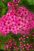 Cununița Dart's Red - Spiraea Japonica 'Dart's Red' - DocaPerene
