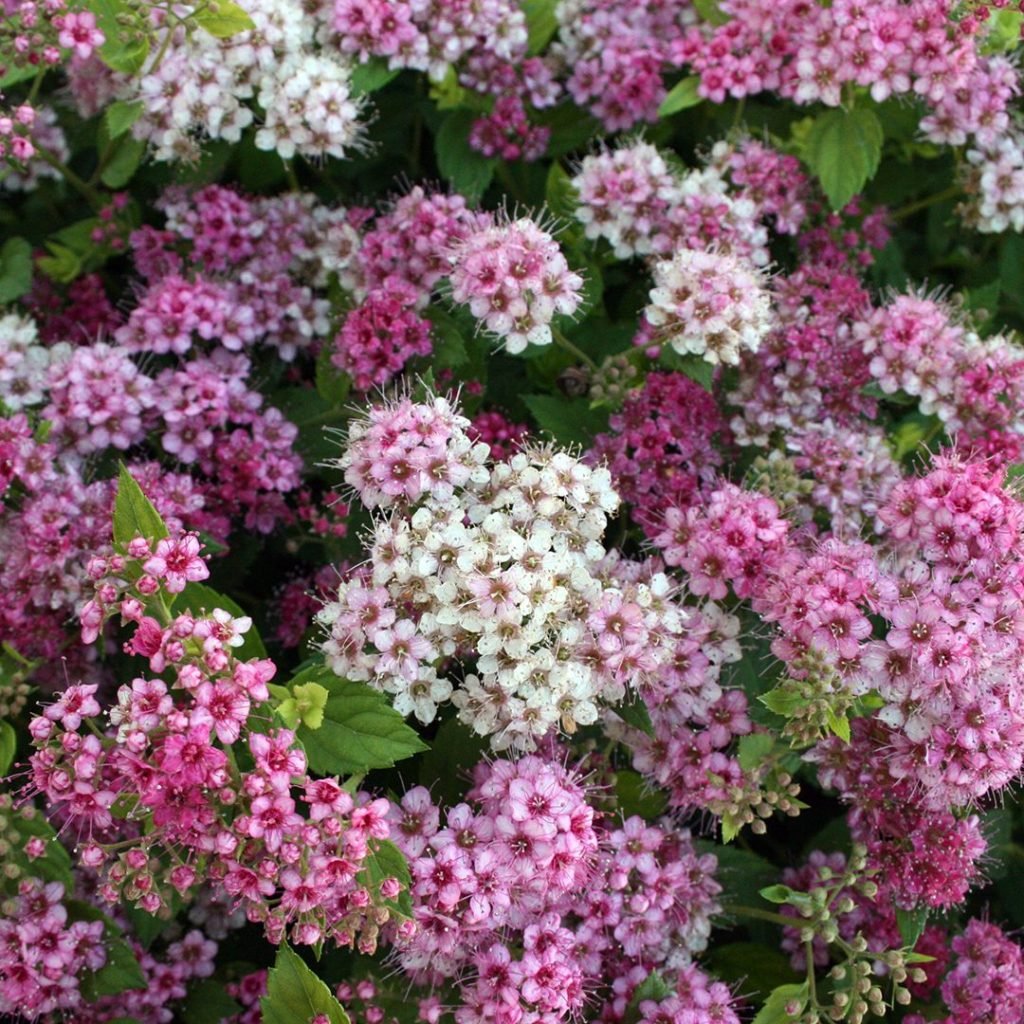 Cununiță - Spiraea Japonica 'Little Princess' - DocaPerene