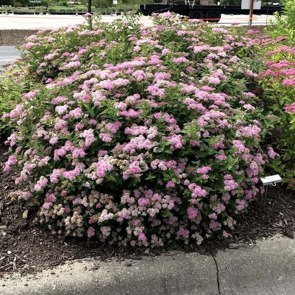Cununiță - Spiraea Japonica 'Little Princess' - DocaPerene