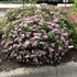 Cununiță - Spiraea Japonica 'Little Princess' - DocaPerene