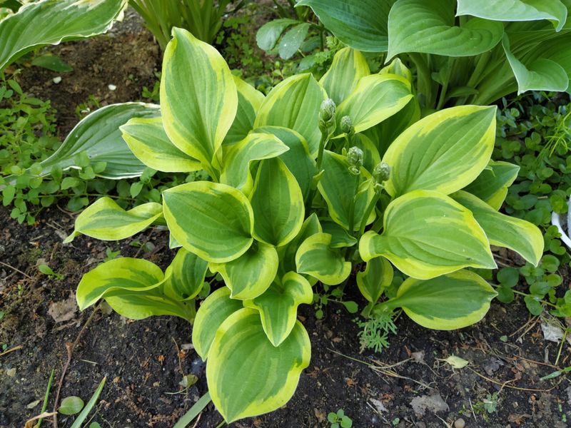 Crin de umbră – Hosta hybrid  Golden Tiara