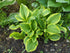 Crin de umbră – Hosta hybrid  Golden Tiara