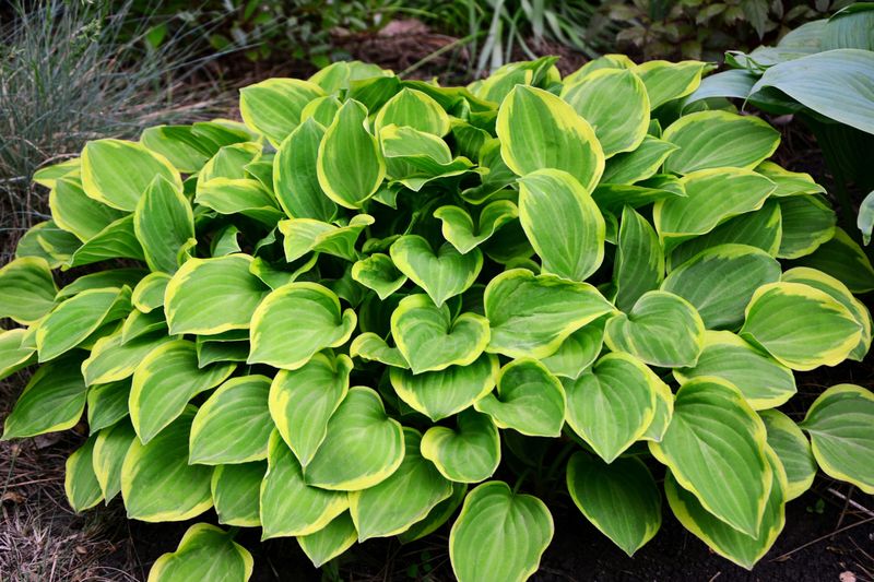Crin de umbră – Hosta hybrid  Golden Tiara