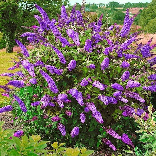 Liliac de vară Nanho Blue - Buddleja davidii 'Nanho Blue'