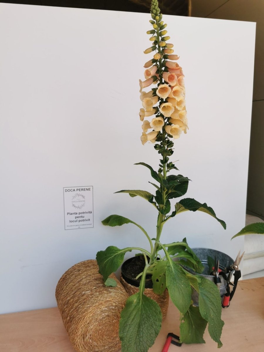 Degețel - Digitalis Purpurea Dalmatian F1 Peach - DocaPerene