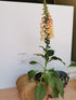 Degețel - Digitalis Purpurea Dalmatian F1 Peach - DocaPerene