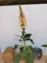 Degețel - Digitalis Purpurea Dalmatian F1 Peach - DocaPerene