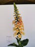Degețel - Digitalis Purpurea Dalmatian F1 Peach - DocaPerene