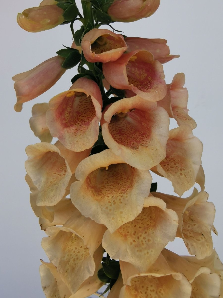 Degețel - Digitalis Purpurea Dalmatian F1 Peach - DocaPerene