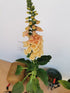 Degețel - Digitalis Purpurea Dalmatian F1 Peach - DocaPerene