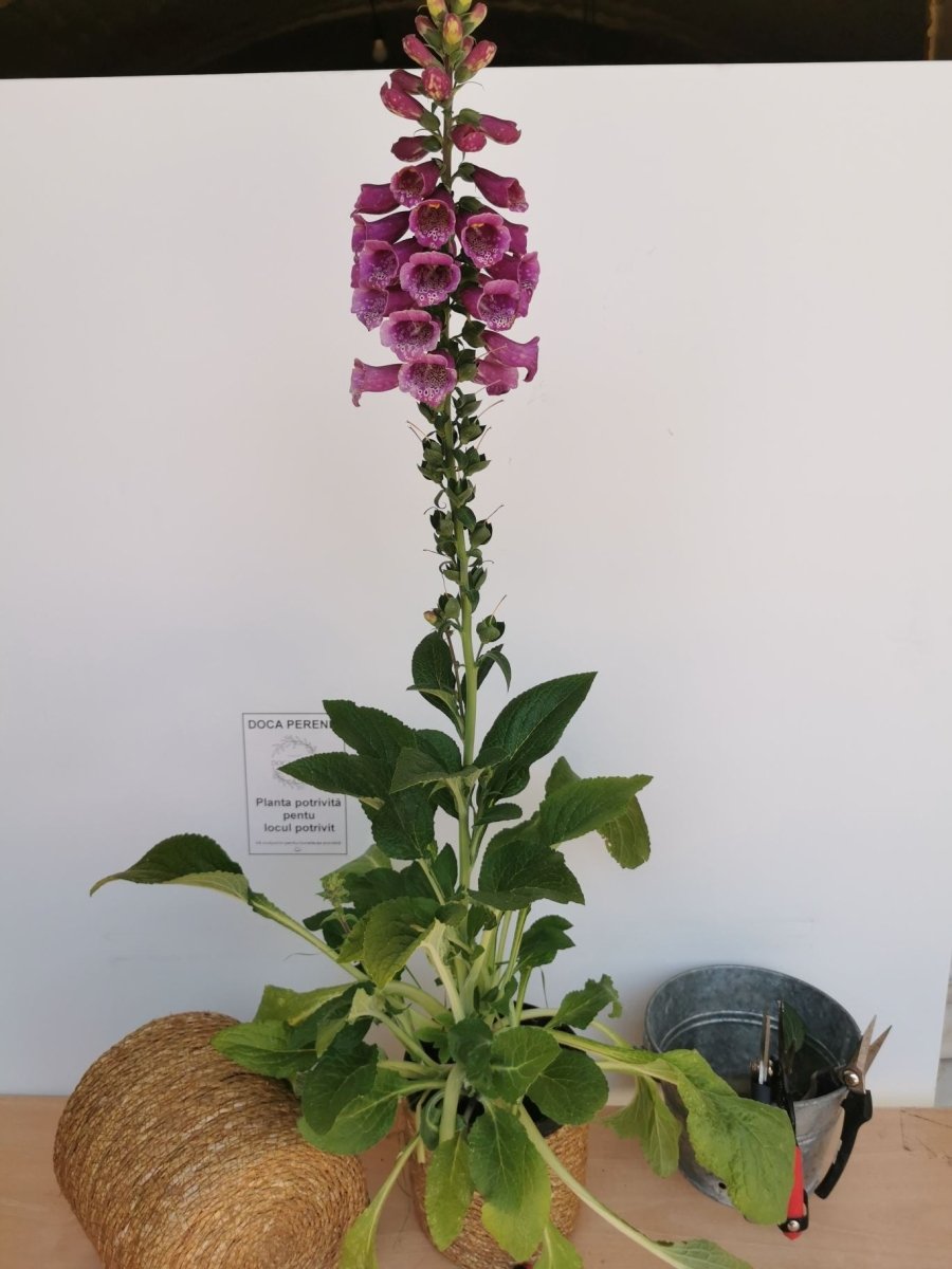 Degețel - Digitalis purpurea Dalmatian F1 Purple - DocaPerene