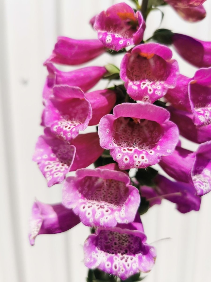 Degețel - Digitalis purpurea Dalmatian F1 Purple - DocaPerene
