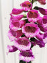Degețel - Digitalis purpurea Dalmatian F1 Purple - DocaPerene
